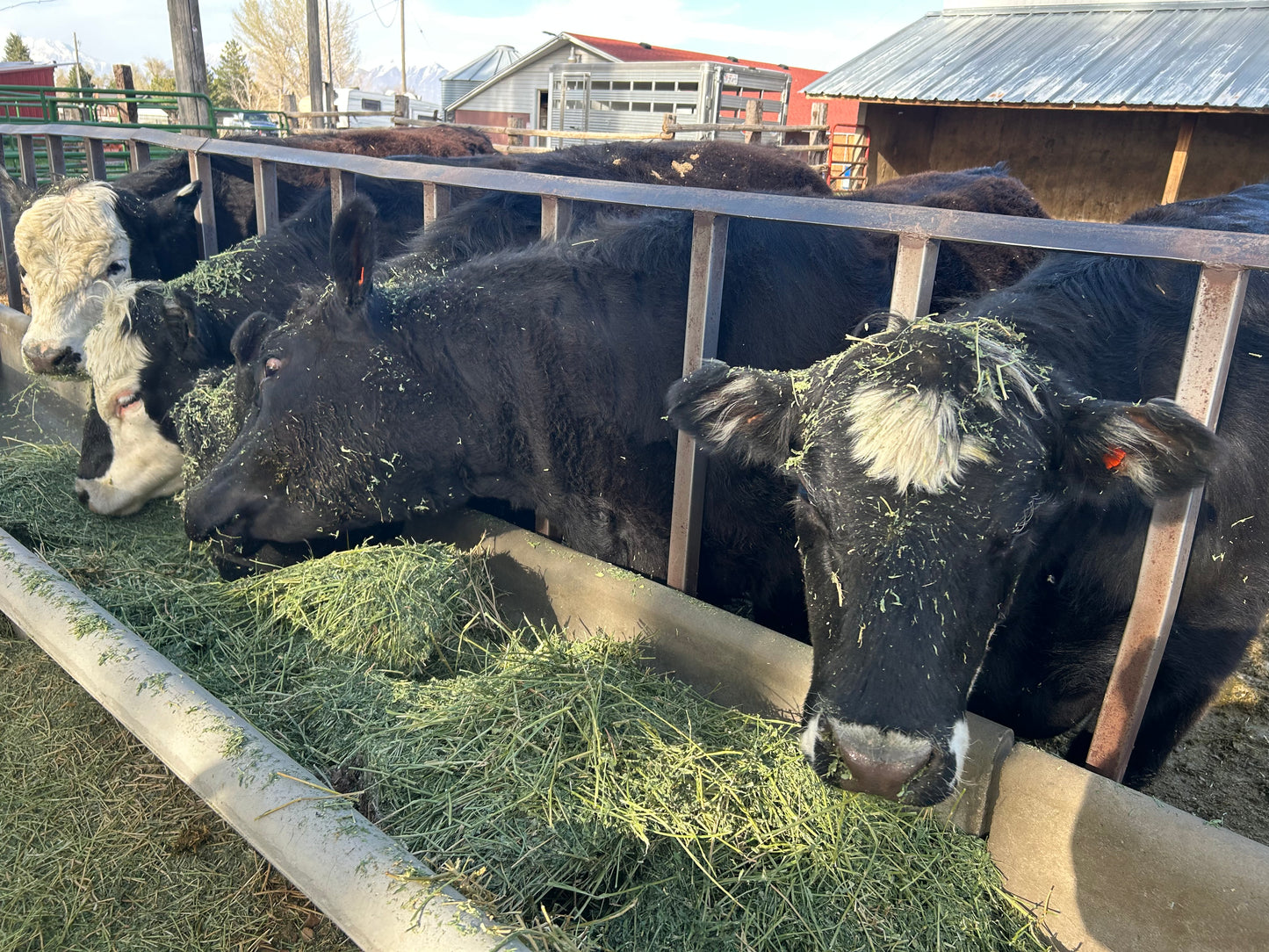 Angus Beef Deposit