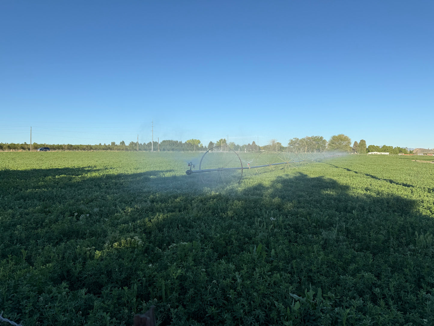 Angus Beef Deposit