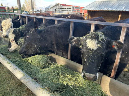 Angus Beef Deposit